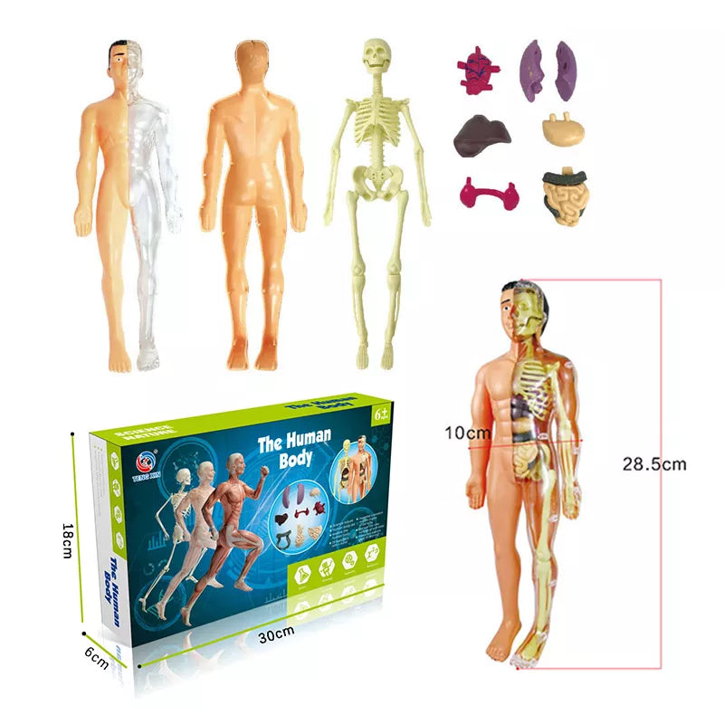 Brinquedo Anatomia Divertida - Corpo Humano 3D