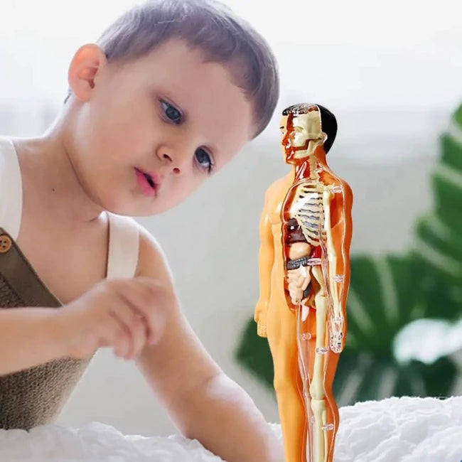 Brinquedo Anatomia Divertida - Corpo Humano 3D