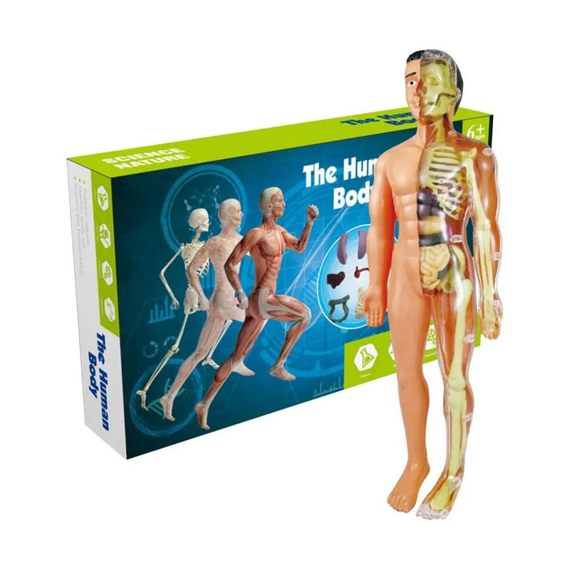 Brinquedo Anatomia Divertida - Corpo Humano 3D