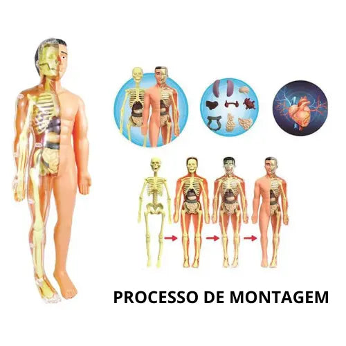 Brinquedo Anatomia Divertida - Corpo Humano 3D